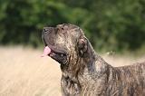 FILA BRASILEIRO 169